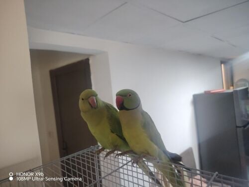 2Parrot male ane Female
