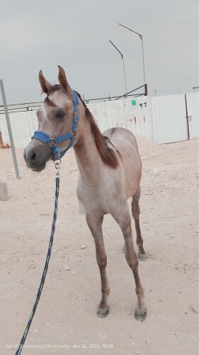 مهر عسيف عمره ثلاث سنين ونص داخل اربع بدون جواز صحته زينه 