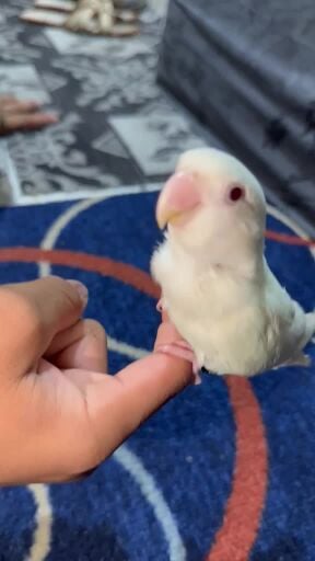 love bird ablino