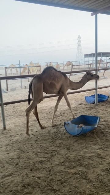 قعود طيب