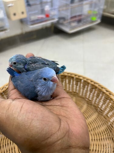 Parrotlet (dwarf parrot) chicks –