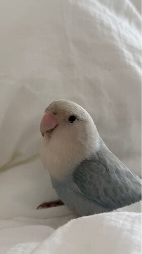 bobi