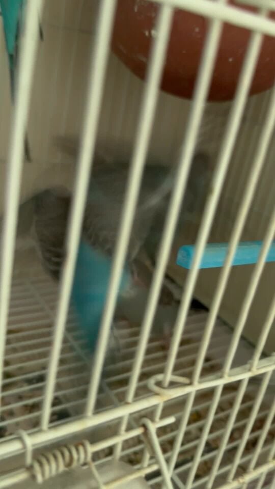 6  budgie 50 days old 