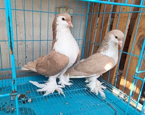 Seraje pigeons