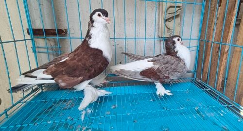 Seraje pigeons