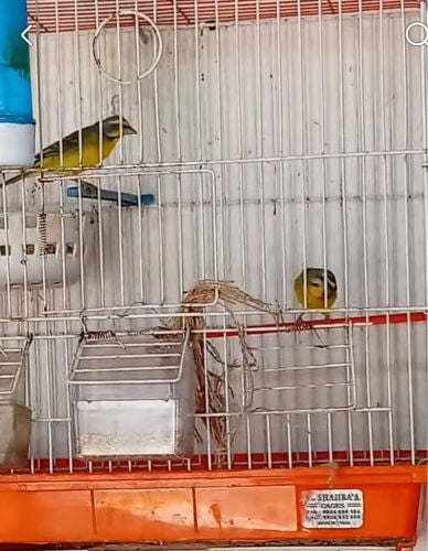 زوج ياسمين 