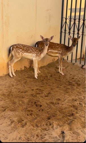 غزلان 