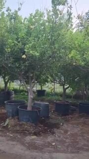 مزارع زراعه الورود والاشجار المثم