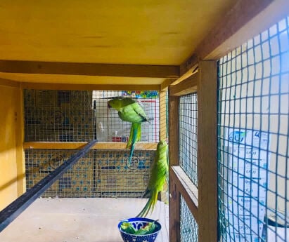 green parrot 