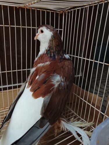 for sale Lahorey