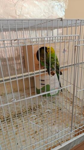 big size and healthy budgie pair