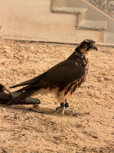 وكري حرار