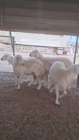 حريات طيبه