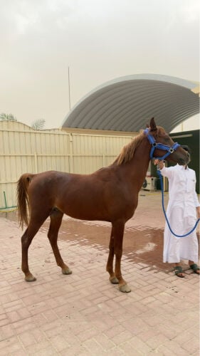 حصان عربي 
