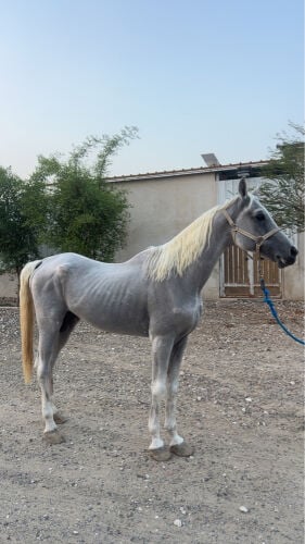حصان ركوب 