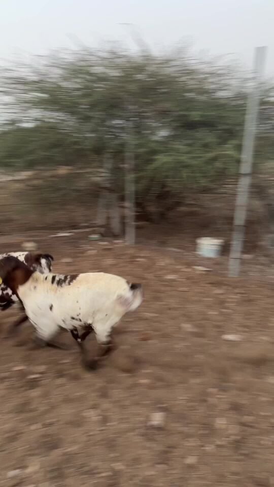 فحول بربر