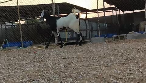 للبيع عنز باكستانيه طيبه