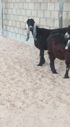 عوارض فاخرة صنف