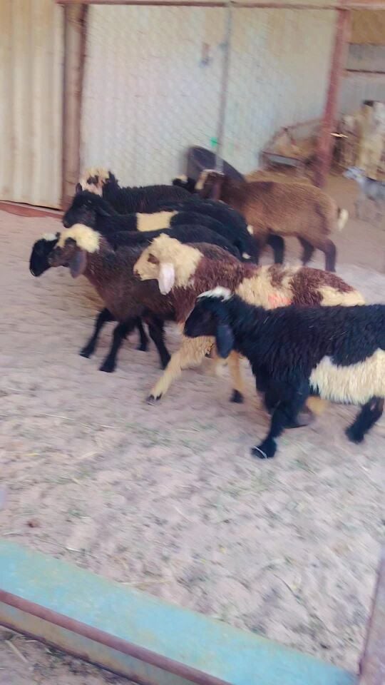طليان ورخال