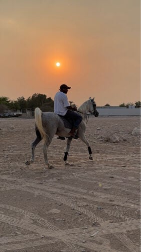 imported Arabian stud