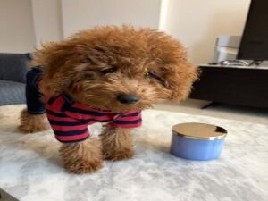 Toy Poodle Puppy  Male, 4 Months