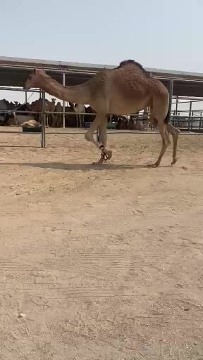 بكره عمانيه