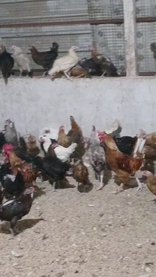 Egg-laying hen