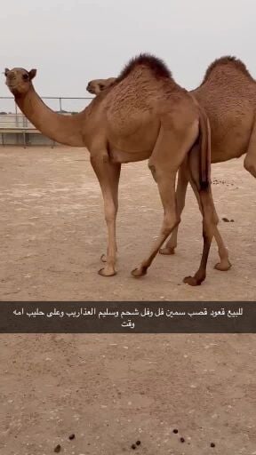 للبيع