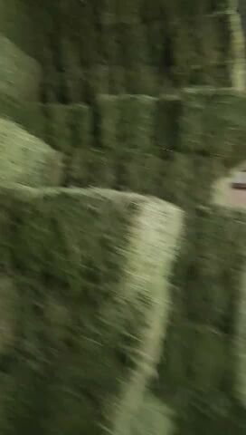 جت شوار شعير رودس