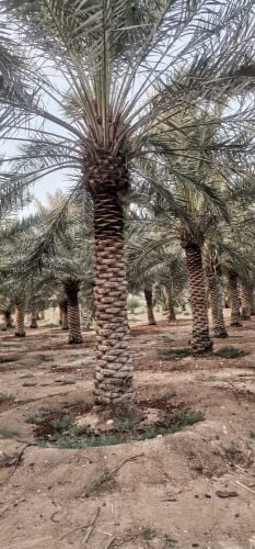 مهندس ابوعبدالله