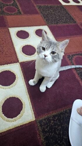 cat for free