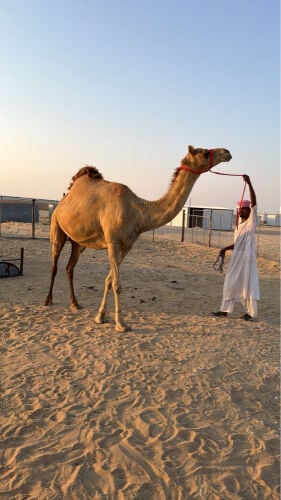 ناقه متلي