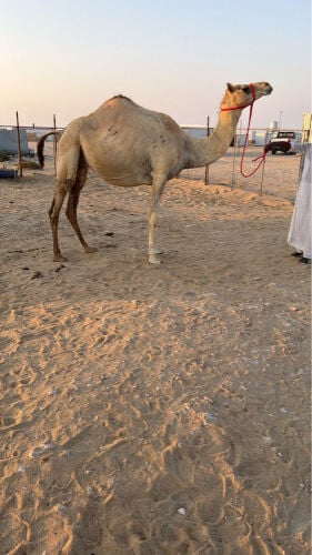 ناقه متلي