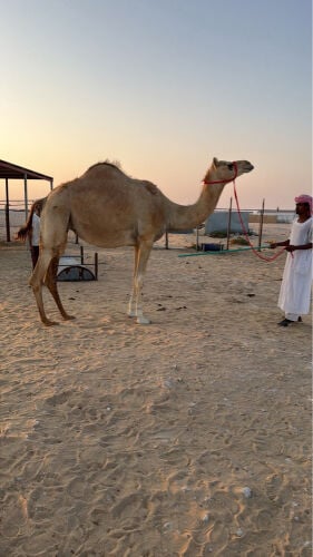 ناقه متلي