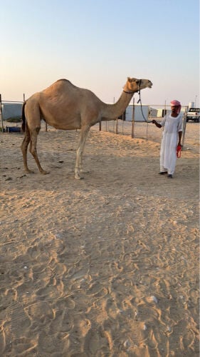 ناقه متلي