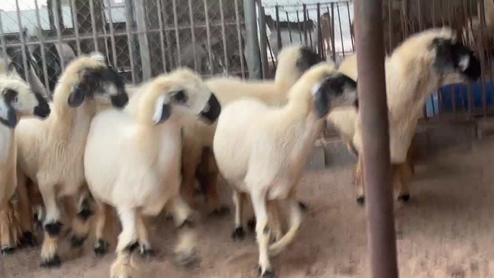 عرب مكحلات مقاني دفيع