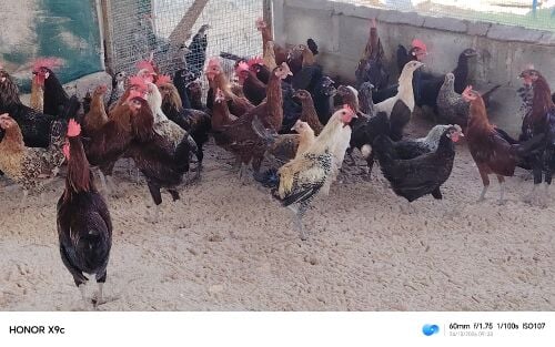 دجاج بياض وديوك