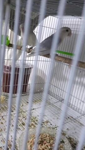زوج جاهز للانتاج روز