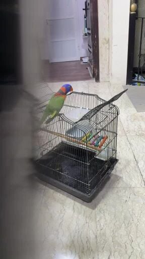 ببغاء لوري تبادل مع أمازون 