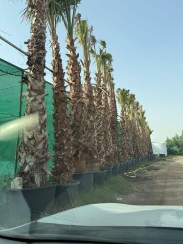 توريد وتركيب النخيل والوشنطنيو ور