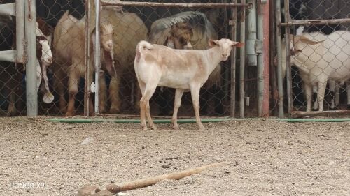 عمل سوداني يدور عن عمل غنم ويبل
