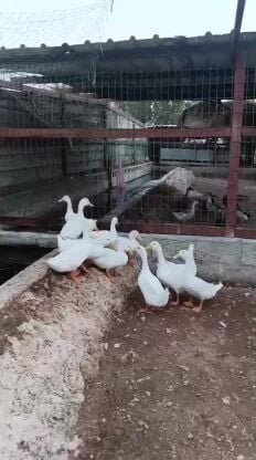 بط منتج و سلم