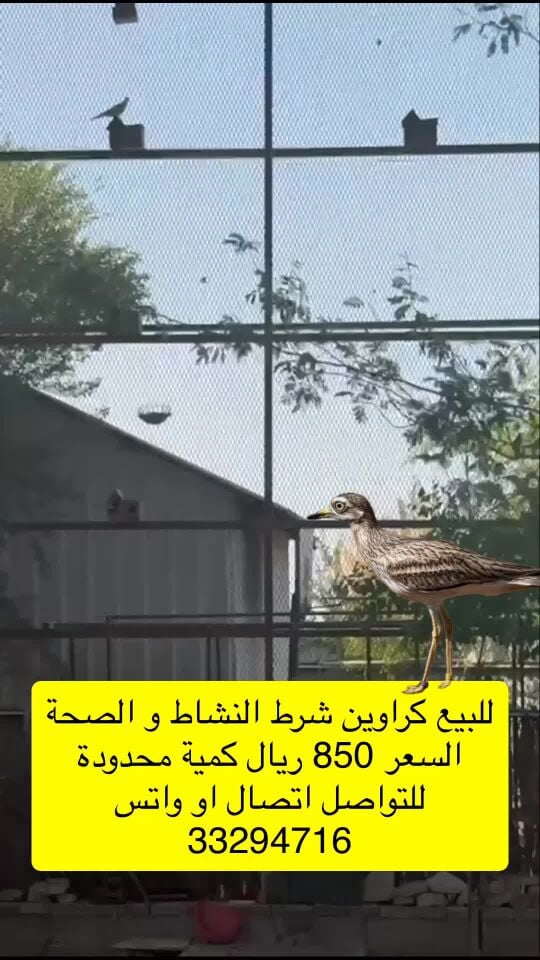 كراوين محمية للبيع