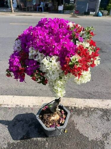مزارع توريد وتركيب الجهنمية