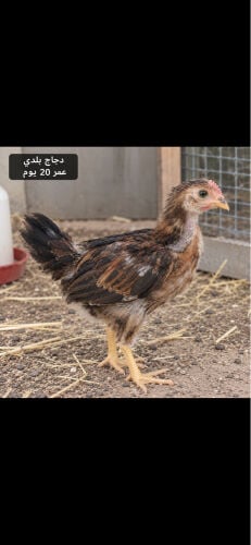 دجاج بلدي 