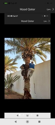 نخيل وشنطونيا خدمات