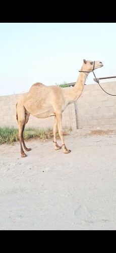متلي منتج سبق