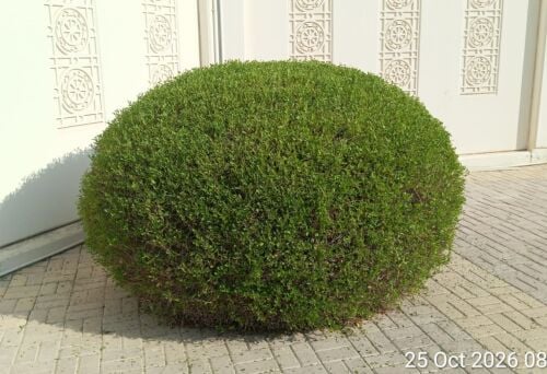 متخصص في زراعة وتنسيق الحدائق وزر