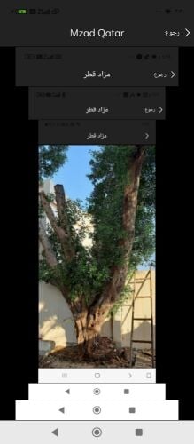 مقطع اشجار ونقل النخيل