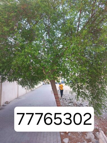 نقوم بتقطيع الاشجار والنخيل